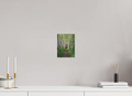 6 x 8″, Photo Print On Fuji Crystal DP II The Summer On The Birch Trail