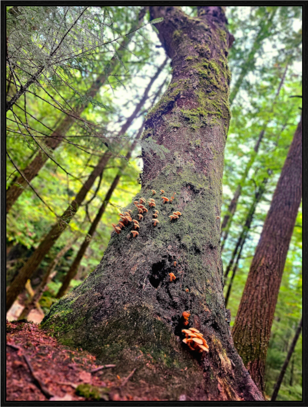 Main image Don't Eat The Forest Snacks