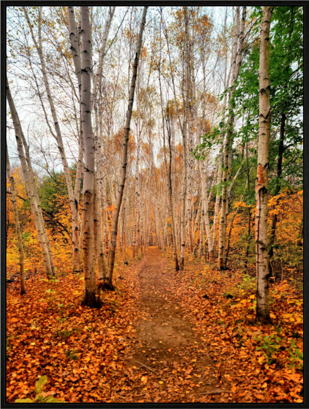 Main image The Path Through Turning Leaves