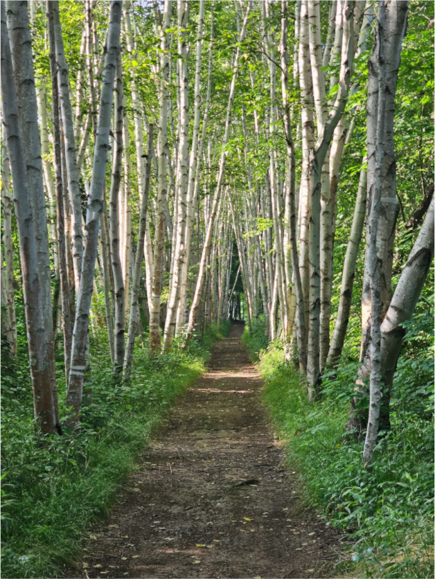Main image The Summer On The Birch Trail