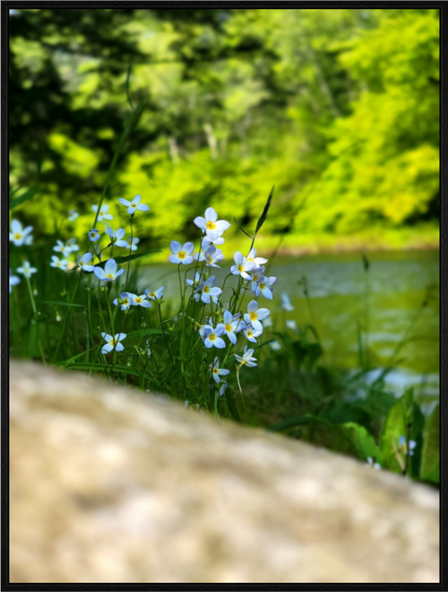 Main image Little Nothings Worth Rembering
