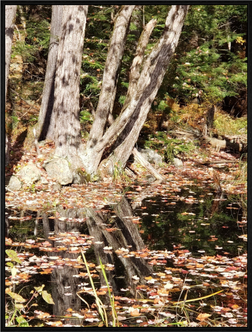 Main image Falling Into Reflections
