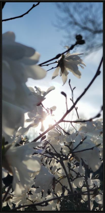Main image Where The Sun Finds The Petals