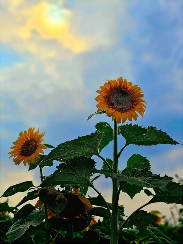 Main image Sunflowers In Spring